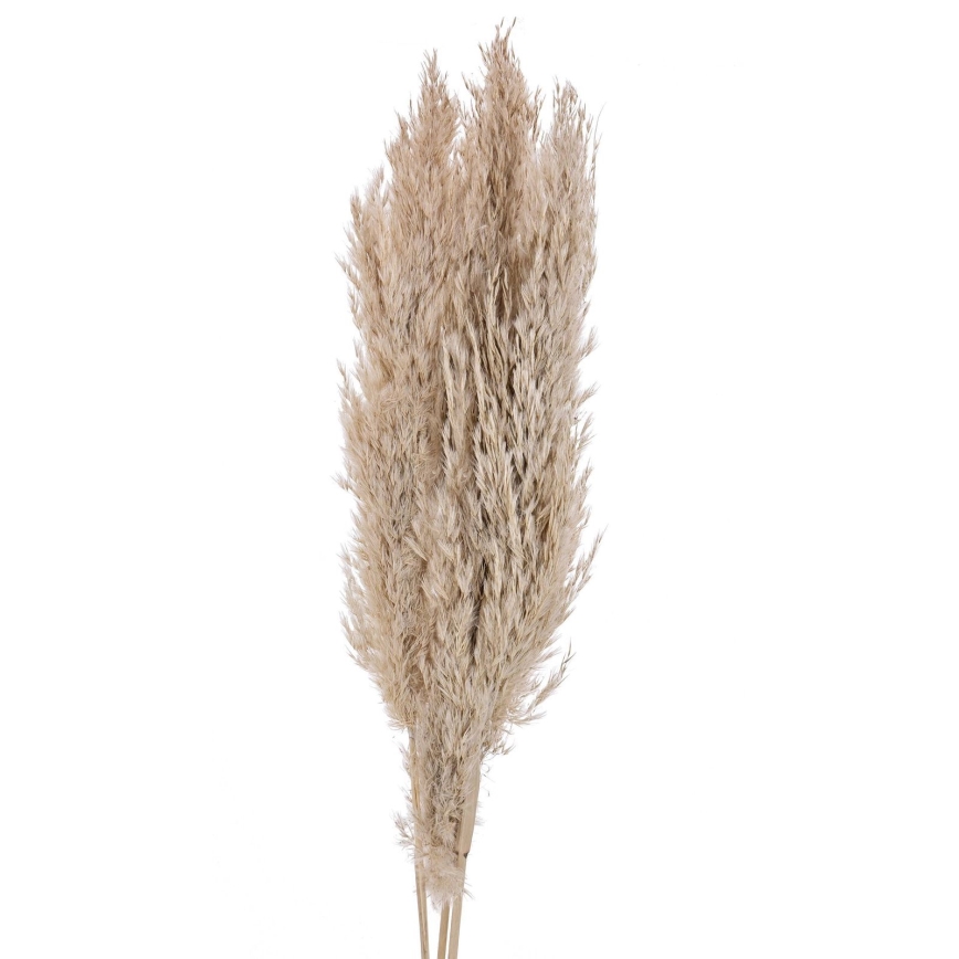 Eglo - Sušeno cveće 85 cm bež