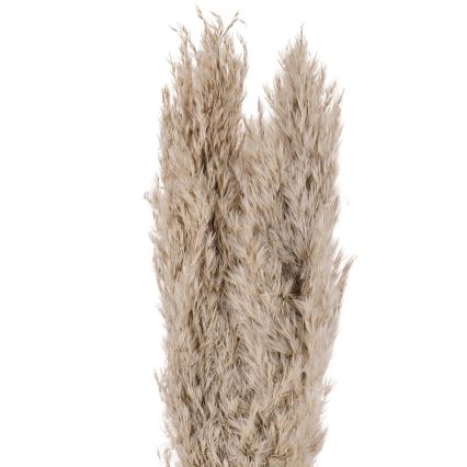 Eglo - Sušeni cvet 55 cm bež
