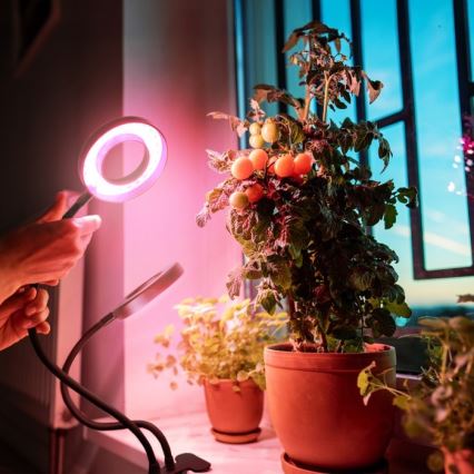 LED prigušiva fleksibilna stona lampa sa klipsom za uzgoj biljaka VITARO 2xLED/4W/230V crna