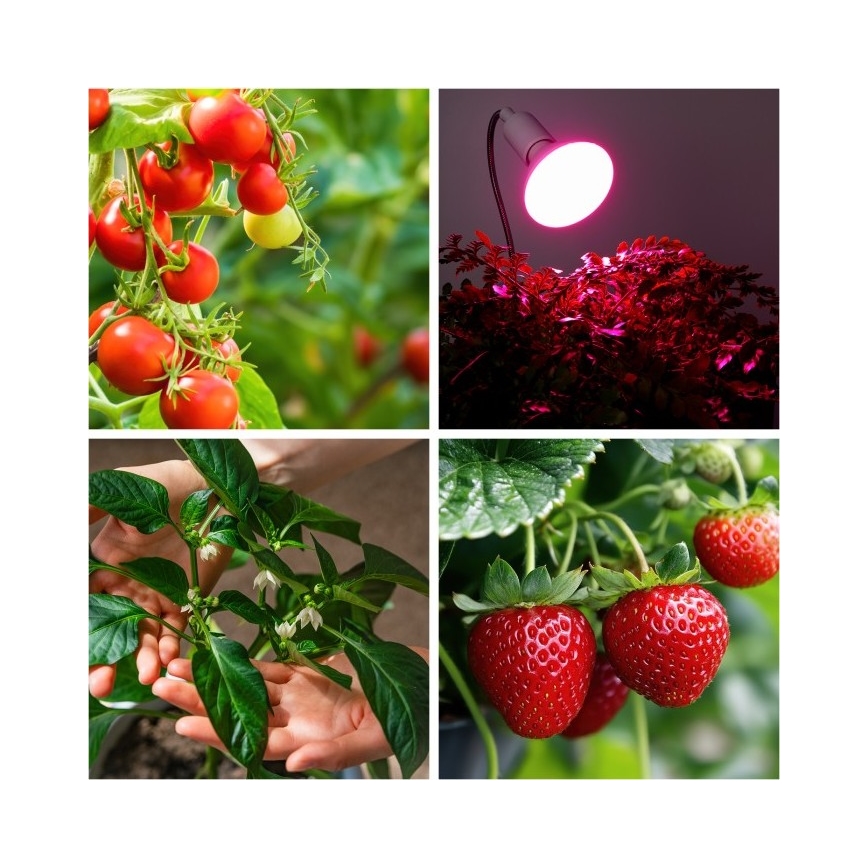Fleksibilna stona lampa sa stezaljkom za gajenje biljaka PLANTY 1xE27/30W/230V bela