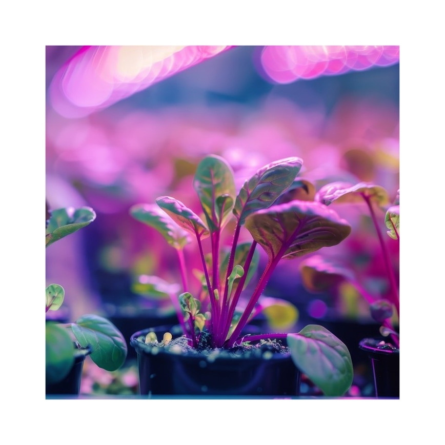 Fleksibilna stona lampa sa stezaljkom za gajenje biljaka PLANTY 1xE27/30W/230V crna