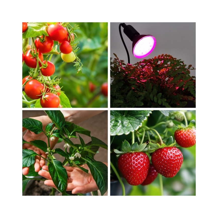 Fleksibilna stona lampa sa stezaljkom za gajenje biljaka PLANTY 1xE27/30W/230V crna