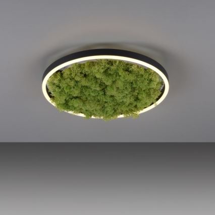 JUST LIGHT. 15391-66 - LED prigušiva stropna svetiljka GREEN RITU LED/20W/230V