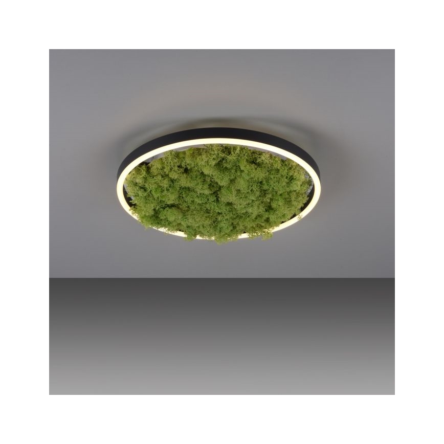 JUST LIGHT. 15391-66 - LED prigušiva stropna svetiljka GREEN RITU LED/20W/230V