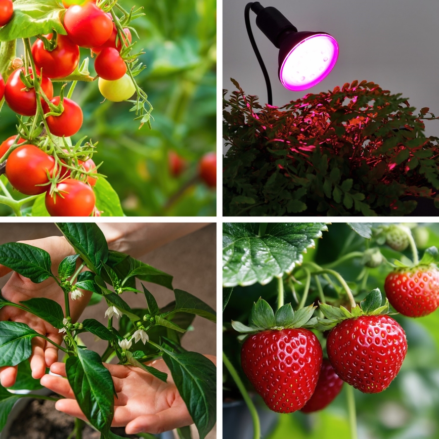 LED sijalica za rast biljaka PLANTY E27/9W/230V 1200K crna