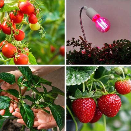 LED sijalica za rast biljaka VITABLOOM E27/8W/230V 1200K - Brilagi