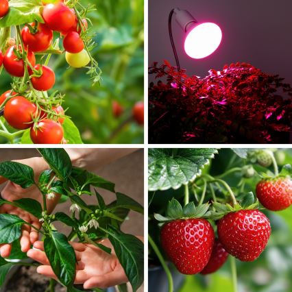 LED sijalica za rast biljaka VITABLOOM E27/9W/230V 1200K bela - Brilagi