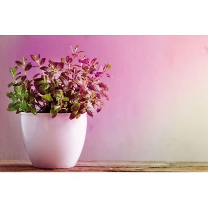 LED sijalica za uzgoj biljaka GROW GREEN R50 E14/4W/230V - Paulmann 28734