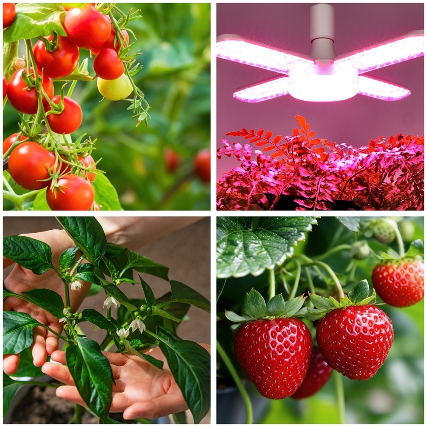 LED sijalica za uzgoj biljaka PLANTY E27/40W/230V 1200K