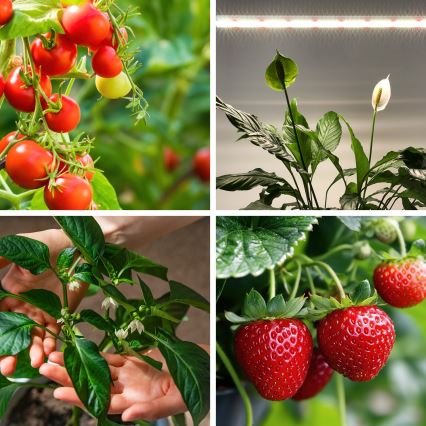 LED svetlo za uzgoj biljaka GROWLY LED/15W/230W