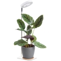Prigušiva LED stona lampa za uzgoj biljaka VERDI LED/5W/5V 1300K CRI 95 bela