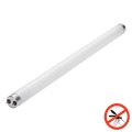 UV fluorescentna cev za lapač insekata G13/15W/230V 45 cm - Brilagi